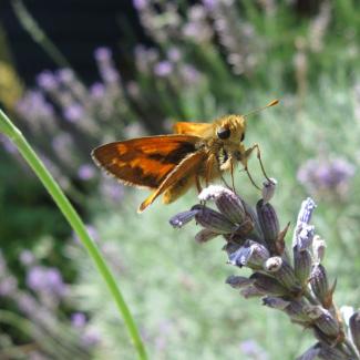 A small, orangish-brown butterfly perches on a sprig of grayish-purple lavender.