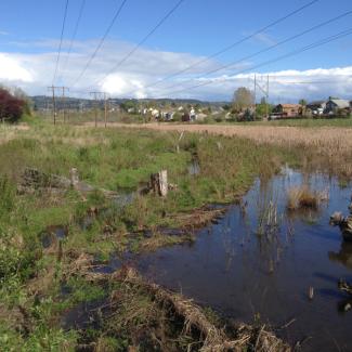 A marsh that is reflecting the deep blue of the sky is ringed by powerlines and neighborhoods.