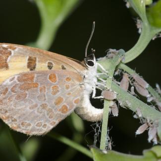 A gray butterfly with orange spots and details arcs its body towards a green stick, depositing a green, spherical egg near a lot of gray aphids.