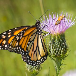 A monarch and a goldenrod soldier beetle share a pale purple thistle.