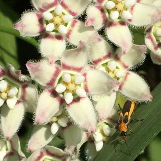 Closeup of beautiful, layered pink and white petals.