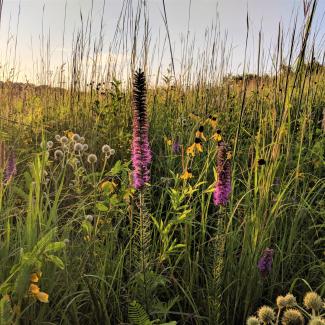 Prairie grasses and flowers are illuminated beautifully by low, golden sunlight.