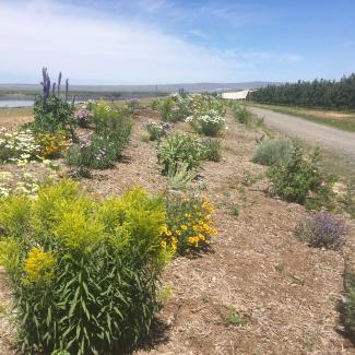 An assortment of colors among a flowering hedgerow add life to an arid landscape.