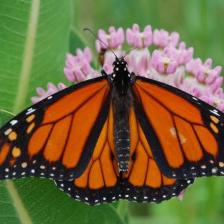 A beautiful, bright orange monarch perches atop bright pink milkweed blossoms.