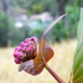 A tiny monarch egg can be seen in a cluster of pink milkweed blossoms.