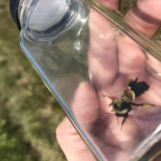 Rusty patched bumble bee (Bombus affinis) in a vial.