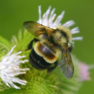 A plump bumble bee with yellow and black stripes, as well as a brown patch on its back and brownish wings, pollinates a small, white flower.