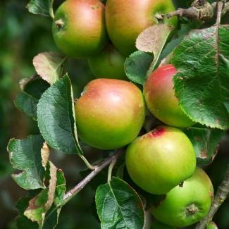 Red-and-green apples are clustered on a tree branch.