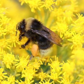 A bumble bee perches on a yellow flower.