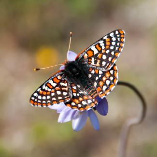 Orange, white, and black Quino checkerspot butterfly (Euphydryas editha quino) sits atop a purple flower with wings spread wide.