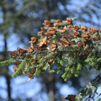 Monarchs cluster on an evergreen tree branch.