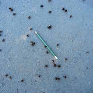 Dead bees lay scattered on asphalt. A pencil is laid alongside them to help with estimates.