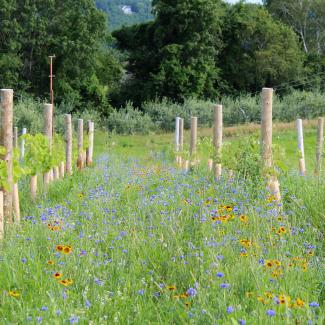 Colorful blooms of blue, red, and yellow blanket the rows between newly-planted saplings.