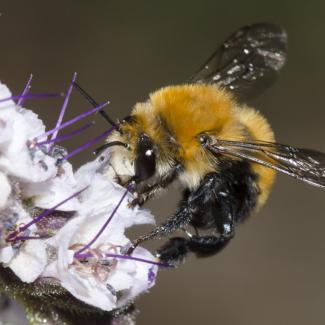 A fuzzy, round-bodied, orange bee perches on a pale purple flower.