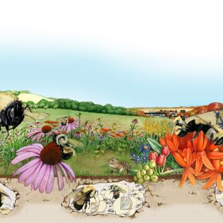 An illustrated landscape showing changing seasons (for instance, a tree that is half bare and half covered in bright pink blooms) shows bumble bees in various stages of their life cycle, including underground nests, foraging, and larvae.