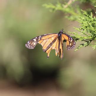A monarch with large pieces missing from both wings perches on an evergreen branch.