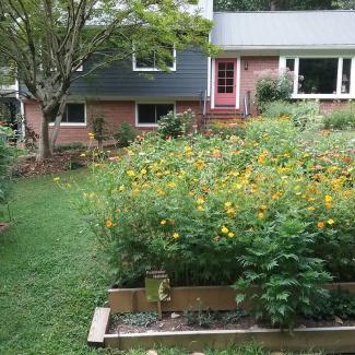 Pollinator garden patches in the front yard, with a house behind