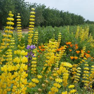 Seed mix flowering along orchard border