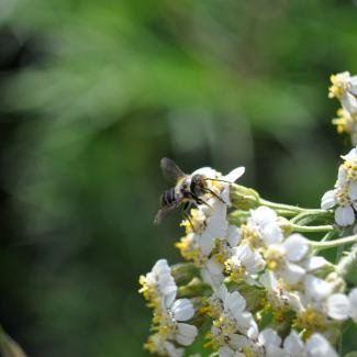 Native bee visiting yarrow