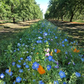 Annual cover crop mix in an orchard