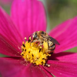 long-horned bee on cosmo flower