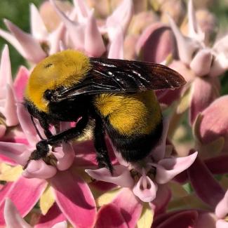Morrison bumble bee visiting showy milkweed flowers