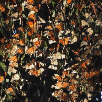 Cluster of monarchs on tree branches