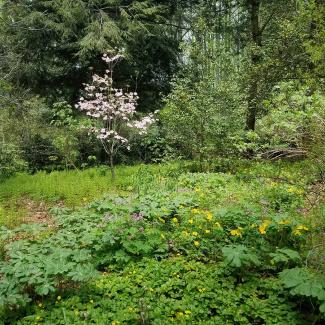 Spring flowers blooming on the forest floor in an open patch where sunlight can get through 