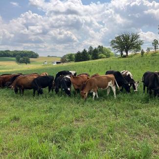 Several cows grazing in a field. Instead of introduced grasses, this field is full of native prairie plants
