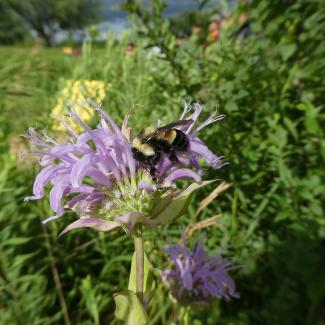 A bumble bee perched on a light purple flower, amidst other greenery. This species, the rusty patched bumble bee, is at risk due to widespread pesticide use.