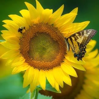 A sunflower being visited by both a butterfly and a bee