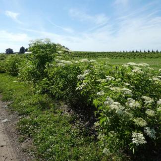 A hedgerow planted to provide habitat for pollinators and other beneficial insects on a farm. All the species in the hedgerow were chosen because they also provide fruit, flowers, or some other product that is edible.