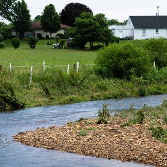 A stream winding past a livestock pasture. The stream is surrounded by planted tree saplings and small shrubs so that the bare pasture does not reach the stream. 