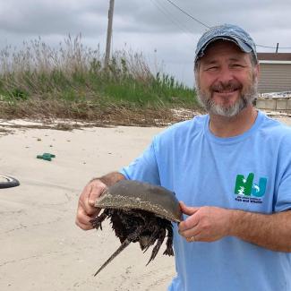 Ron Smith, a middle aged white man with a graying beard and a friendly smile, gently carrying a horseshoe crab along a beach. He is wearing bright blue tee shirt with the logo of the NJ Fish and Wildlife department.