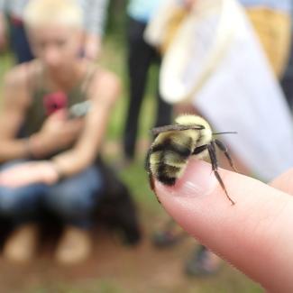 Person's index finger holding up a two-spotted bumble bee (Bombus bimaculatus), with more people and bug nets in the background