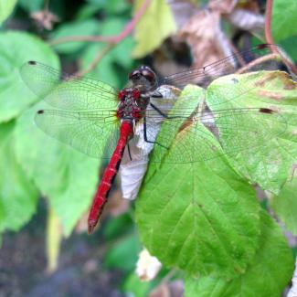 Striped meadowhawk dragonfly resting on a branch