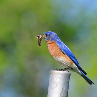 Bluebird eating a caterpillar while perched on a metal post