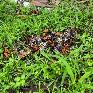  Many monarchs lying fallen on the ground, in the process of dying.