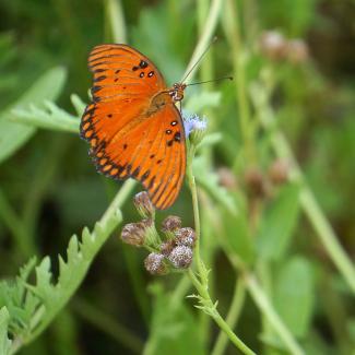 Gulf fritillary butterfly foraging from some flowers