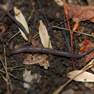 Native earthworm atop soil and leaf litter