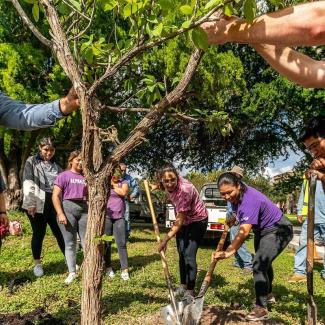 Several people gathered together to plant a tree. One holds the tree steady while others shovel in dirt around it.