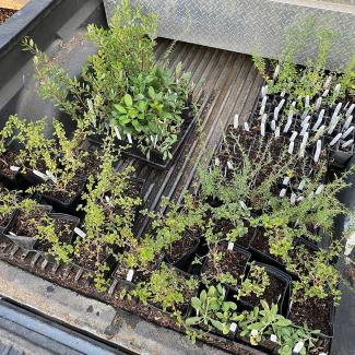 Dozens of native plants starts in the bed of a truck
