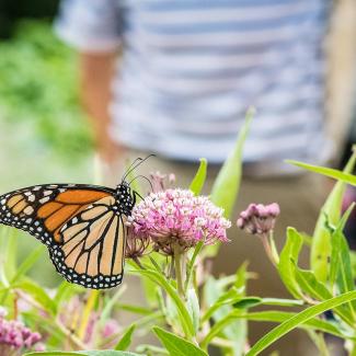 A monarch butterfly feeding on the nectar of a milkweed flower.