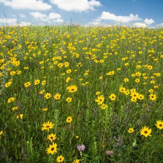 Huge blooming prairie field of sunflowers and other flowers underneath the sunny sky