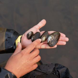 A scientist holding four freshwater mussels