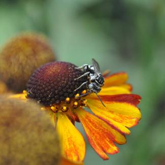 Black and white cuckoo bee foraging pollen and nectar from an orange and yellow sneezeweed flower