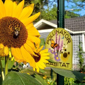 A bumblebee visiting a sunflower in a backyard pollinator garden.