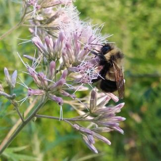 Although partially obscured by the wings, the distinctive rusty-colored patch is just visible on the yellow band on the back of this rusty patched bumble bee