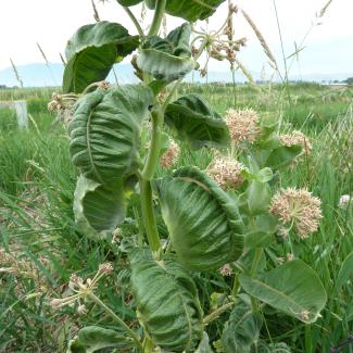 The green leaves of this milkweed plant are badly curled and distorted due to contamination by the herbicide dicamba
