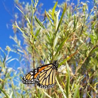 An orange and black monarch butterfly drinks nectar from the creamy-white flowers of mule fat